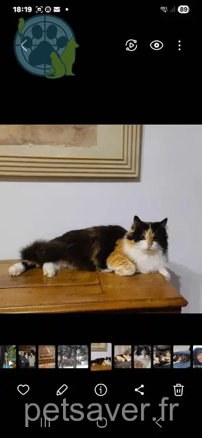 cat lost 58180 Marzy Caline cat lost 58180 Marzy Caline