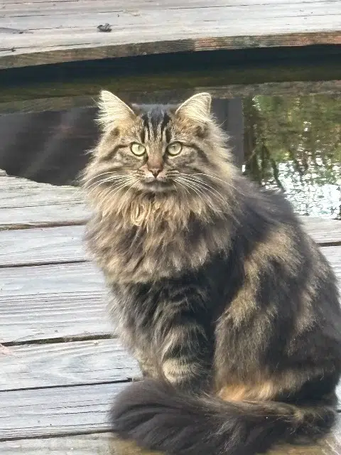 chatte lost   58150 Garchy Chloroquine