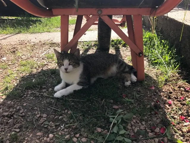 chatte lost   58300 Saint-Parize-en-Viry Croquette