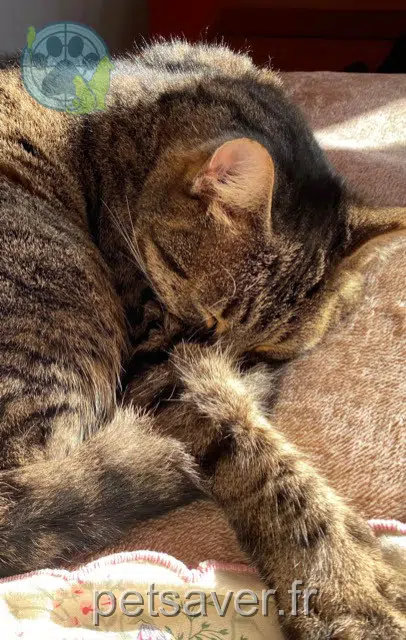 chatte lost   58300 Cossaye Isis