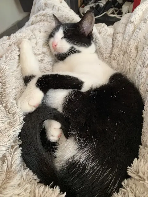 chatte lost   58000 Nevers Kimmy