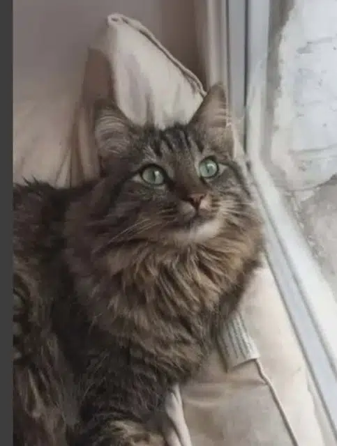 chatte lost   58120 Château-Chinon (Ville) Mistouflette