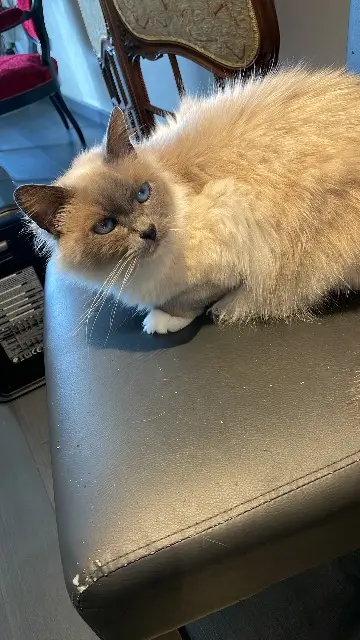 chatte lost   58000 Sermoise-sur-Loire Misty