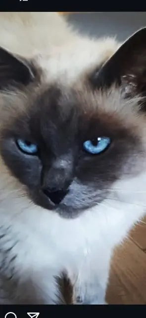 chatte lost   58000 Sermoise-sur-Loire Misty