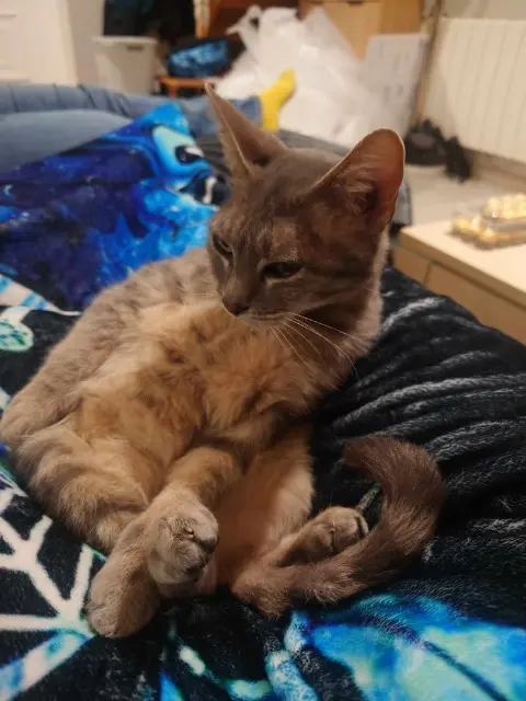 gata perdida 58000 Nevers Nala gata lost 58000 Nevers Nala