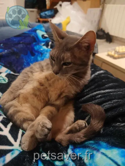 chatte perdue 58000 Nevers Nala chatte lost 58000 Nevers Nala