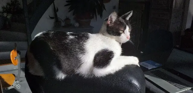 chatte lost   58160 Sauvigny-les-Bois Romy