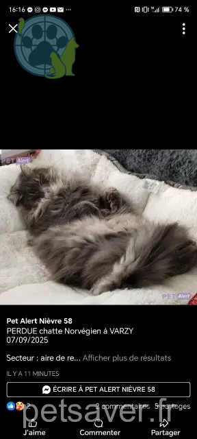 cat lost 58210 Varzy Rune cat lost 58210 Varzy Rune