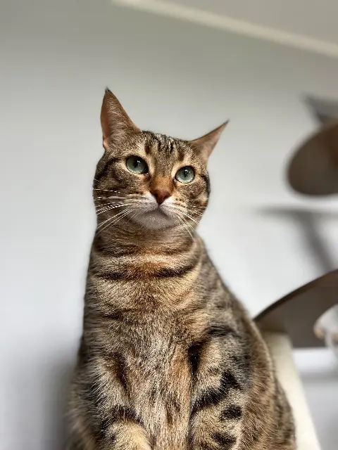 chatte lost   58200 Cosne-Cours-sur-Loire Saika