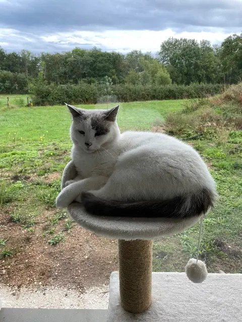 chatte lost   58300 Decize Suna