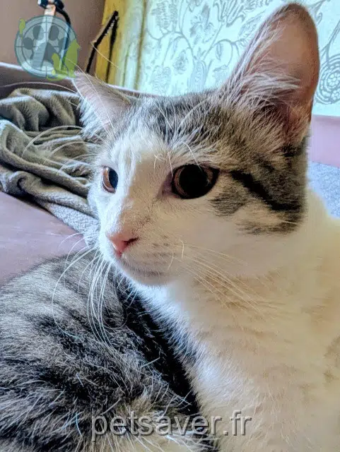 chatte lost 58000 Nevers Tess