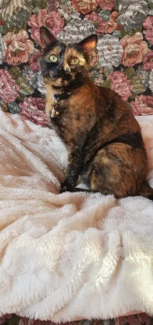 chatte lost   58660 Coulanges-lès-Nevers Vahiné