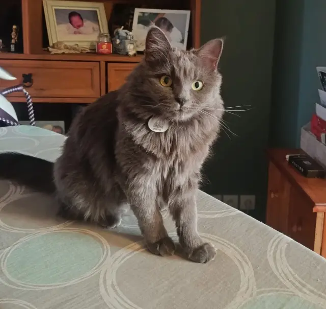 chatte lost   58000 Challuy Yüumi