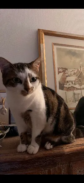 Chatte Perdue 58 Nièvre Chatte Perdue 58 Nièvre