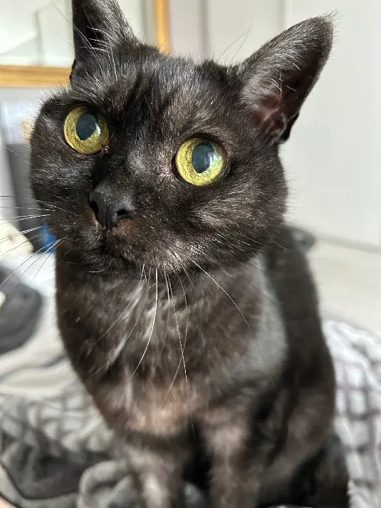 Chatte Perdue 59 Nord Chatte Perdue 59 Nord