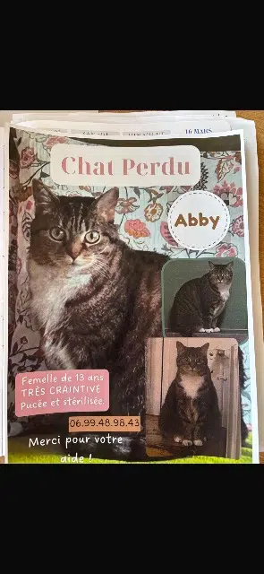 chatte lost   59242 Genech Abby