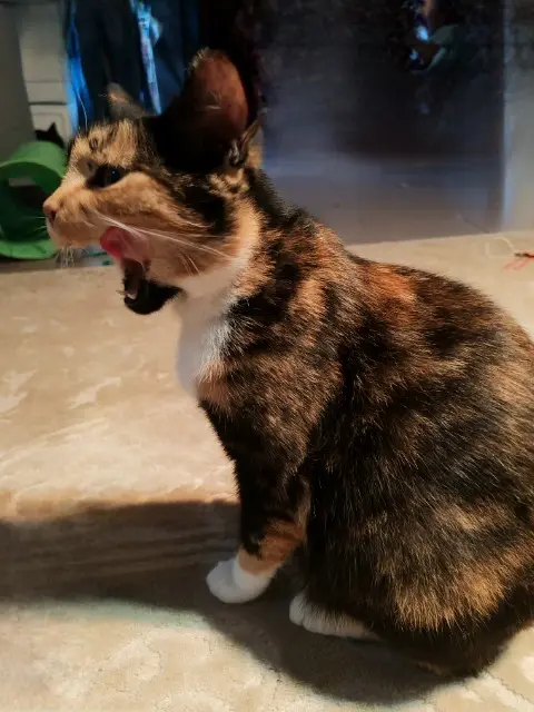chatte lost   59480 La Bassée Adèle