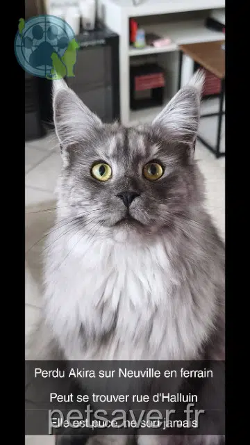 chatte lost 59960 Neuville-en-Ferrain Akira