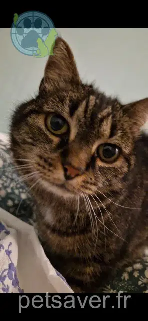 chatte lost 59491 Villeneuve-d'Ascq Ally