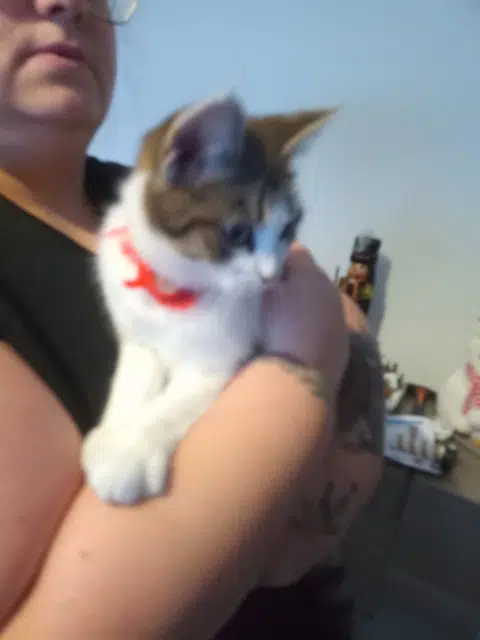 chatte lost   59590 Raismes Angel