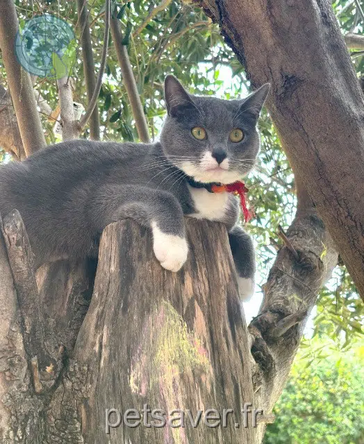 chatte lost   59350 Saint-André-lez-Lille Apache