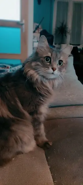 chatte lost   59100 Roubaix Artemis