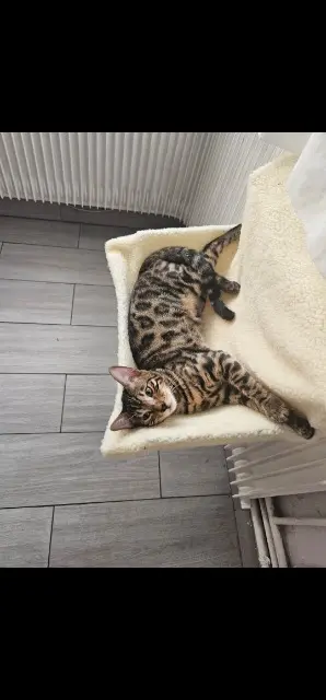 chatte lost   59150 Wattrelos Arya