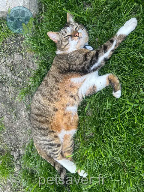 cat lost 59157 Beauvois-en-Cambrésis Athena cat lost 59157 Beauvois-en-Cambrésis Athena
