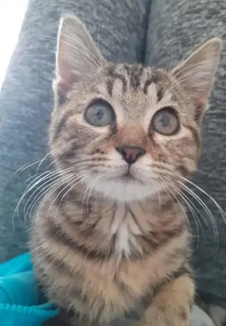 chatte lost   59132 Glageon Athéna