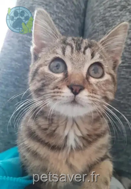 kat vermist 59132 Glageon Athéna kat lost 59132 Glageon Athéna