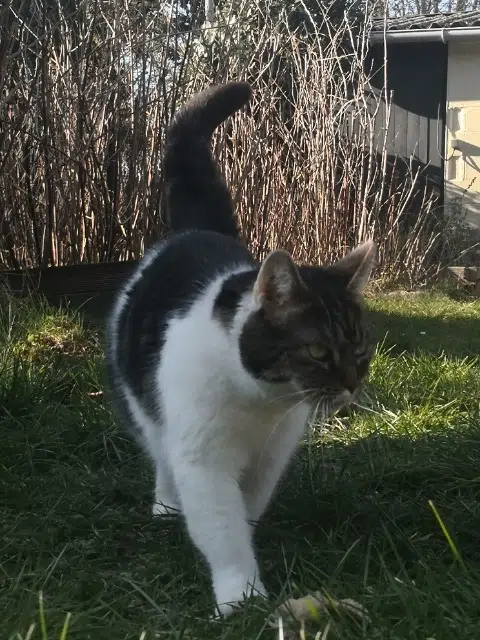 chatte lost   59491 Villeneuve-d'Ascq Aura