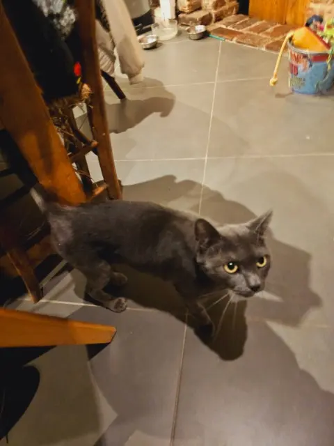 chatte lost   59320 Emmerin Aïe aïe