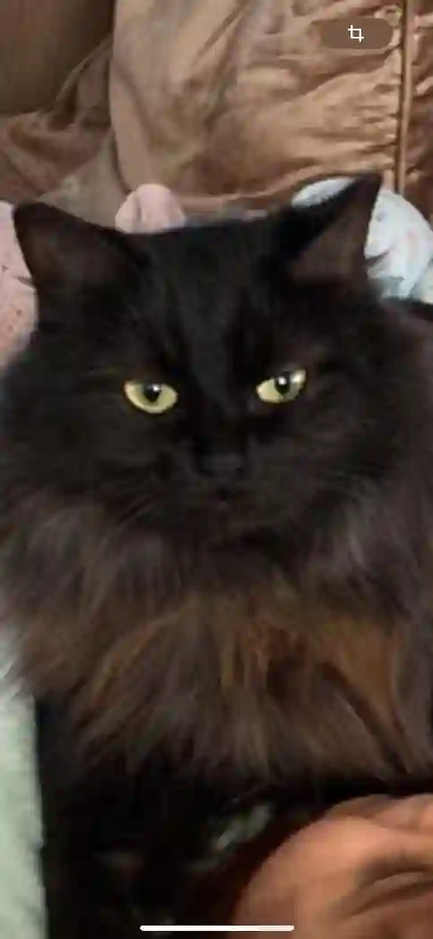 Chatte Perdue 59 Nord - Bella Chatte Perdue 59 Nord - Bella