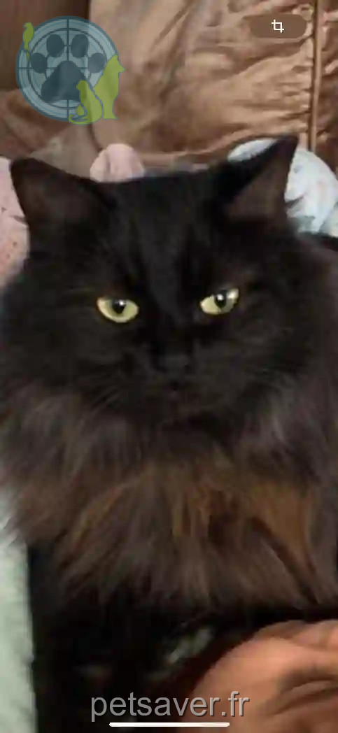 Chatte Perdue 59 Nord - Bella Chatte Perdue 59 Nord - Bella