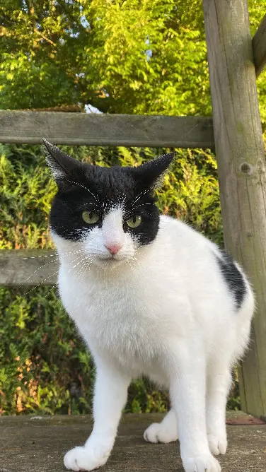 Chatte Perdue 59 Nord - Bibou Chatte Perdue 59 Nord - Bibou
