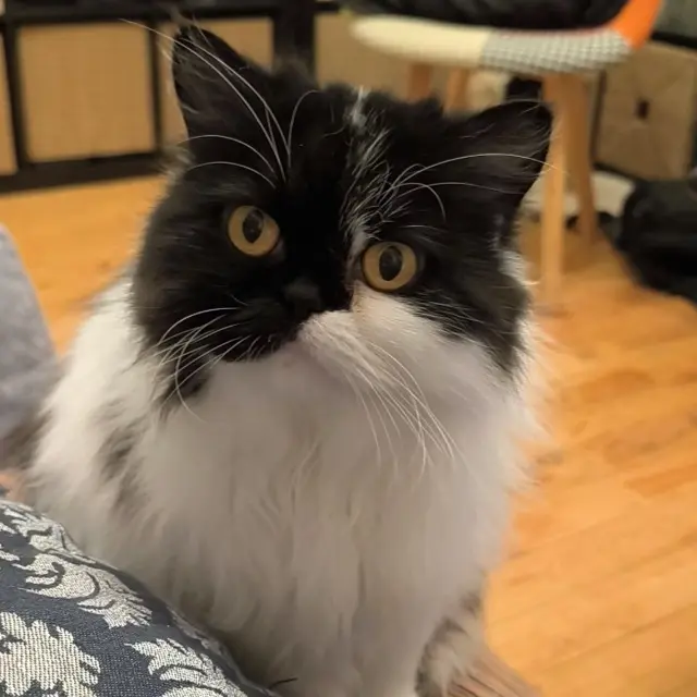 chatte lost   59130 Lambersart Biggette