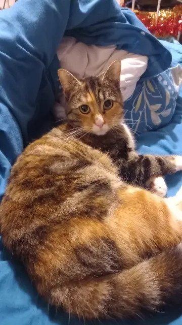 chatte lost   59170 Croix BISCOTE