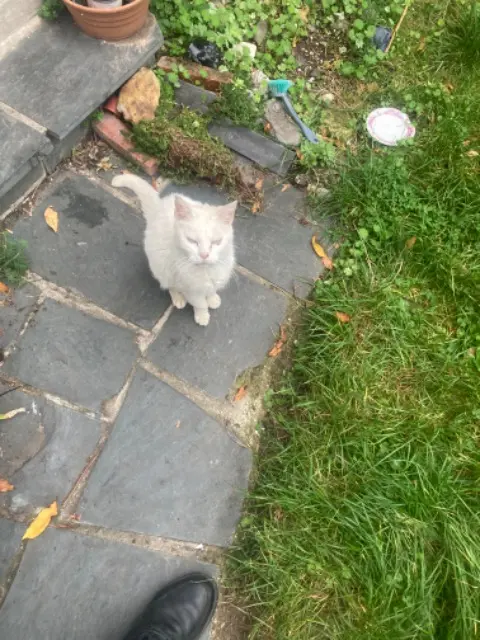 chatte lost   59130 Lambersart Blanchette