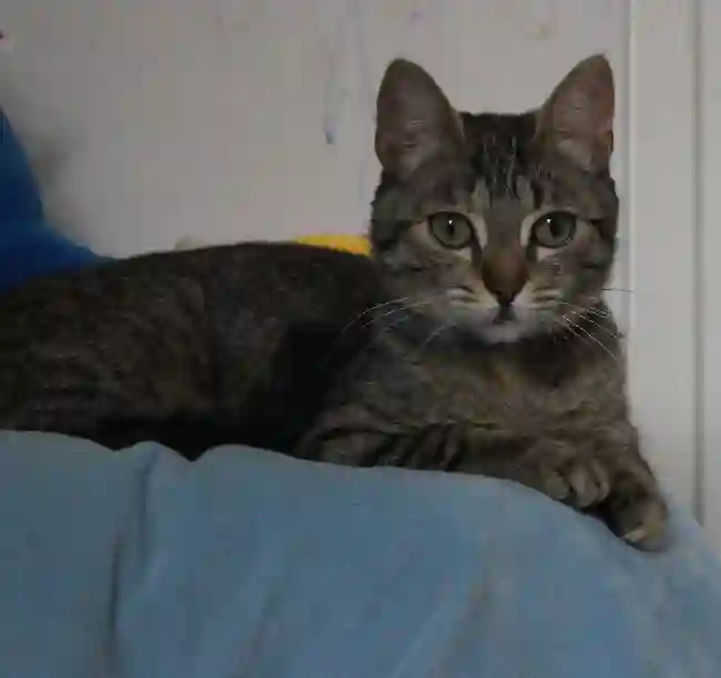 Chatte Perdue 59 Nord - Bonnie Chatte Perdue 59 Nord - Bonnie