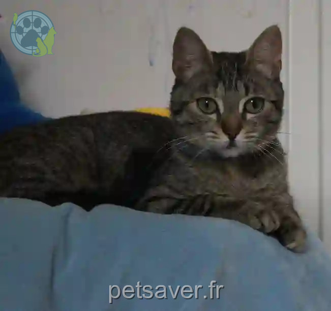 Chatte Perdue 59 Nord - Bonnie Chatte Perdue 59 Nord - Bonnie