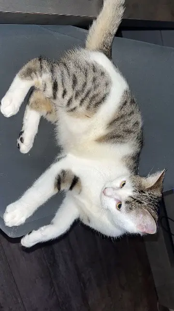 kat vermist 59120 Loos Boo kat lost 59120 Loos Boo