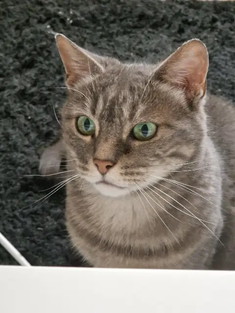chatte lost   59282 Douchy-les-Mines Bowie