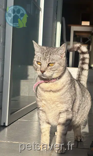 chatte lost   59293 Neuville-sur-Escaut Brioche