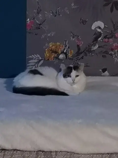 chatte lost   59271 Viesly Burdy