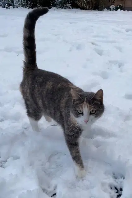 chatte lost   59242 Templeuve-en-Pévèle Cali