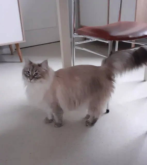 chatte lost    Villeneuve-d'Ascq Caline