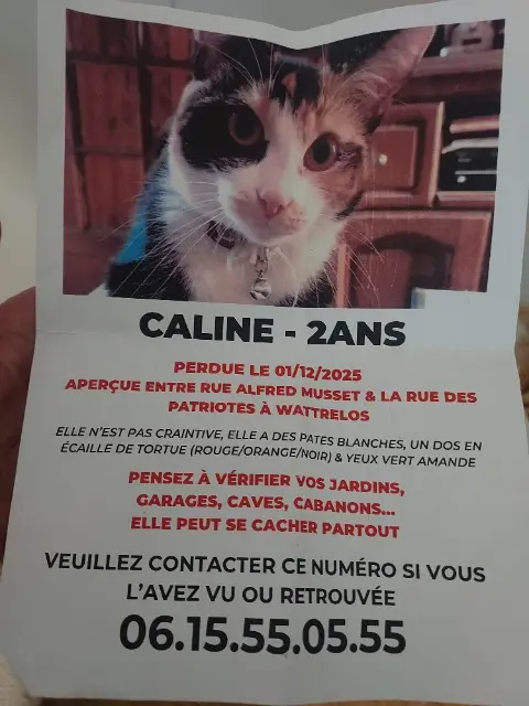 chatte lost   59150 Wattrelos Caline