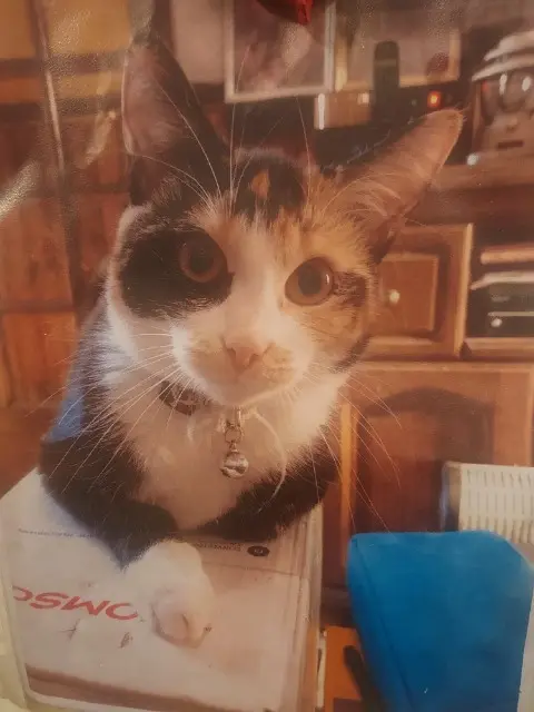 chatte lost   59150 Wattrelos Caline