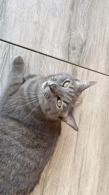 chatte lost   59287 Lewarde Calinou