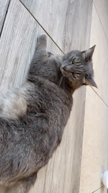 chatte lost   59287 Lewarde Callinoux dit calli